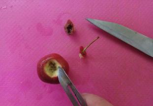 泡好后，用清水冲净，用刀分别挖去两头的根部和把儿。