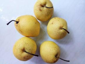 我们河北省赵县赫赫有名的雪梨。皮薄，汁水多，甜度高，是重要的中药材原料，秋梨膏里就是用的这个品种。