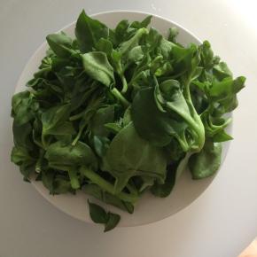 准备食材穿心莲