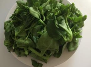 准备食材穿心莲