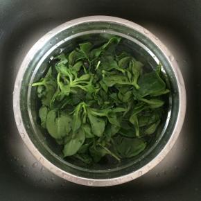 穿心莲去老茎，掐成小段，洗净