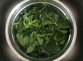 穿心莲去老茎，掐成小段，洗净