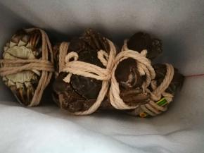 公的4只，母的4只