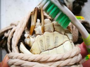 用刷子刷干净，胆子大的利索的拆开刷更干净哈