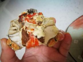 翻过来，轻轻拨开表面一层白膜，露出里面的白片，这是蟹心，一定不要吃，大寒，扔掉