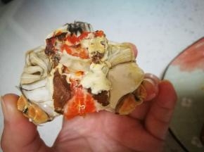 翻过来，轻轻拨开表面一层白膜，露出里面的白片，这是蟹心，一定不要吃，大寒，扔掉