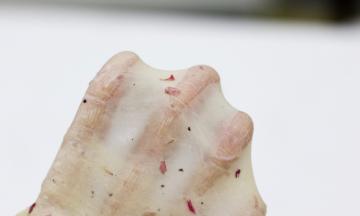 放入厨师机中，开启揉面功能，当还有少量干粉时加入切小块软化好的黄油。2档大约25分钟，检测能够拉出手套膜就可以了（我用的是上豪的厨师机，其他品牌请根据说明书选择合适档位）。