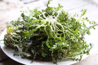 处理荠菜并洗净备用