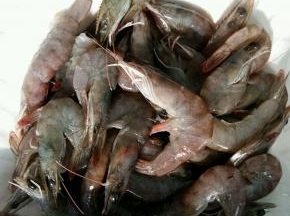 虾洗净，剪掉虾须，挑掉虾线。