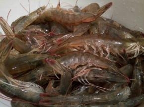 在买虾的时候，一定要懂得如何辨别其新鲜程度，吃海鲜吃的就是一个“鲜”字，越新鲜的虾味道也就越鲜美，反之则会变得鲜味尽失