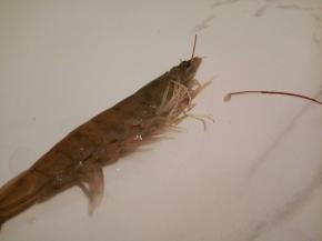 用剪刀剪去虾的须