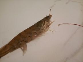 用剪刀剪去虾的须