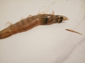 还有虾枪，省的吃的时候扎嘴巴