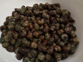  买回来的螺蛳用清水冲洗干净