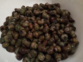  买回来的螺蛳用清水冲洗干净