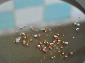 锅里倒入大量的油，放入花椒，小火炸香。