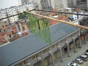 穿在竹竿上，放在室外太阳下暴晒数小时；至豇豆变为灰白色，但还留有些许水分，不能太干枯了。