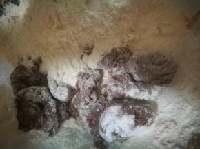 可可面包的老面和面粉，酵母混合