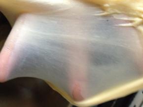 揉成団后加入黄油揉出膜