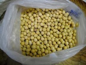 准备好500克干黄豆。