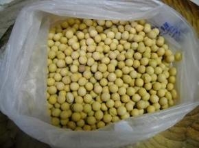 准备好500克干黄豆。