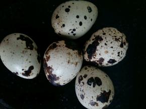 准备几只鹌鹑蛋。