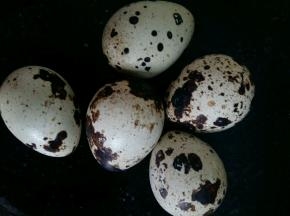 准备几只鹌鹑蛋。