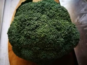 新鲜西兰花一朵