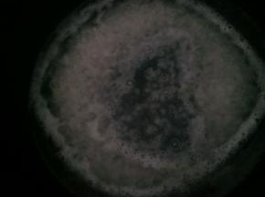 大米洗净放入电饭煲中，加入两碗清水，稀饭模式。