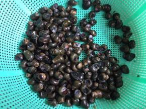 将养好的田螺剪去尖端清洗干净待用