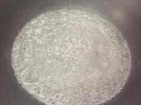 烧一锅开水把鸡中翅放进去焯水两分钟，捞起洗一下，沥干水