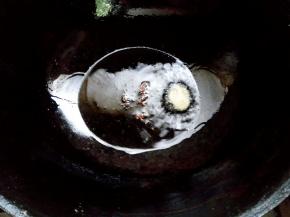 热油放花椒粒、姜片爆香。