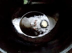 热油放花椒粒、姜片爆香。