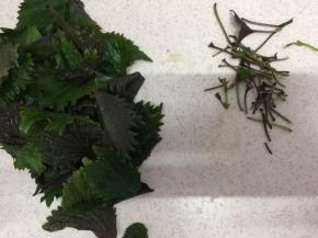 紫苏叶把梗和叶子分开