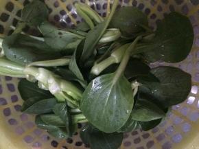 把青菜洗干净