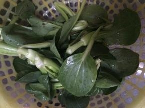 把青菜洗干净
