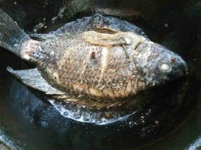 煎一会后，晃动锅，鱼能移动，说明底层鱼皮定型了，给鱼翻面再煎。煎一会，鱼再次能在锅里移动时，倒出多余的油。