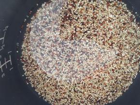 放入电饭锅里，倒入比藜麦多一点的水来煮