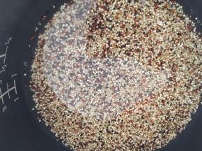 放入电饭锅里，倒入比藜麦多一点的水来煮