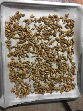 将葵花籽仁放入预热好160度的烤箱，烤八分钟左右，直到烤出香味。取出冷却备用。