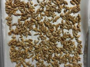 将葵花籽仁放入预热好160度的烤箱，烤八分钟左右，直到烤出香味。取出冷却备用。