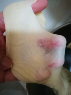 所有材料除玉米油外放入厨师机 揉到比较光滑加入玉米油，植物油的添加和黄油不同，机器揉最好提前加，然后用手抓捏一下，帮助面团快速吸收。揉到可以拉出均匀的不易破的薄膜，面团的完全阶段