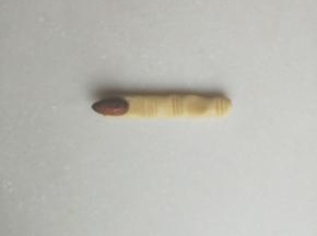 面头一头粘上一个杏仁，粘点蛋液做粘合剂。