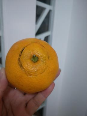 做法:准备好橘子，找扁一点的橘子，先随意画出图案。
再来一个橘子做南瓜灯，顶部要画出一个圆，因为要把里面的果肉掏空。