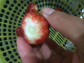 草莓洗干净，要把蒂去掉