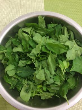 处理枸杞叶：把新鲜的枸杞叶从枸杞茎上摘下，摘时要注意枸杞茎上有刺