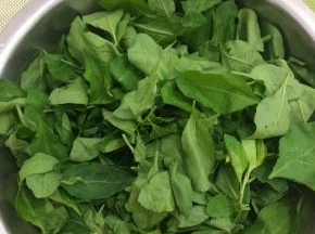 处理枸杞叶：把新鲜的枸杞叶从枸杞茎上摘下，摘时要注意枸杞茎上有刺