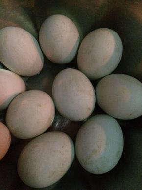 把活珠子洗干净