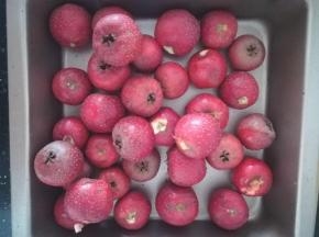 洗好的山楂去柄。