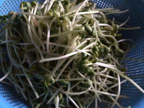 将绿豆苗去根，洗干净